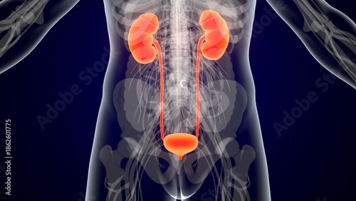 Human kidney urinary system anatomy in red colour. 3d illustrations