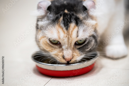Cat eating pet food