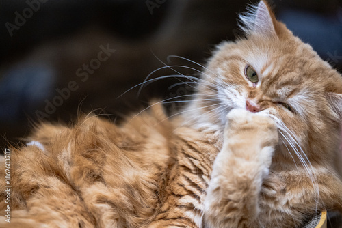 portrait of cat winking
