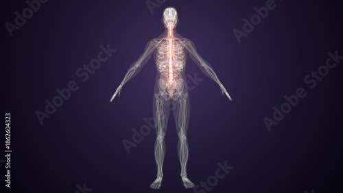 Red colour spinal cord nerves with colourful background. 3d render