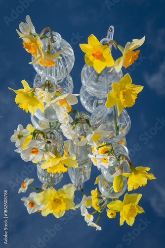 yellow and white daffodil flowers in glass vases standing on mirror reflection the blue sky