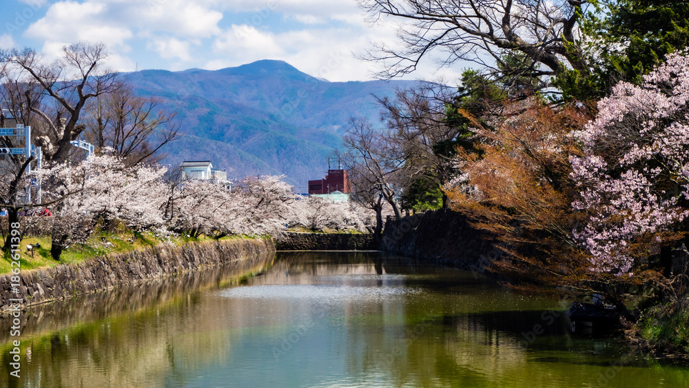 Fototapeta premium 満開の桜の花 花見 長野県
