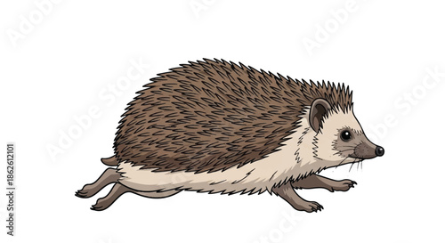 Realistic illustration of a hedgehog walking on white background wild animal nature concept