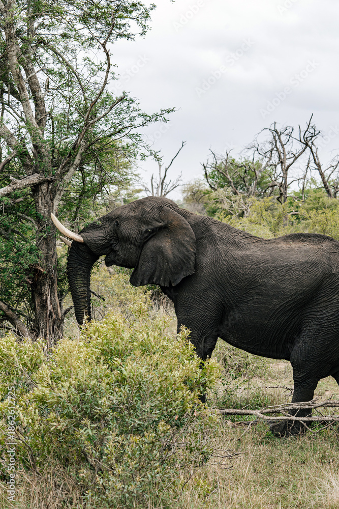 Fototapeta premium Elephant feeding on tree leaves in savanna landscape. Wild animal in natural habitat. Safari wildlife experience.