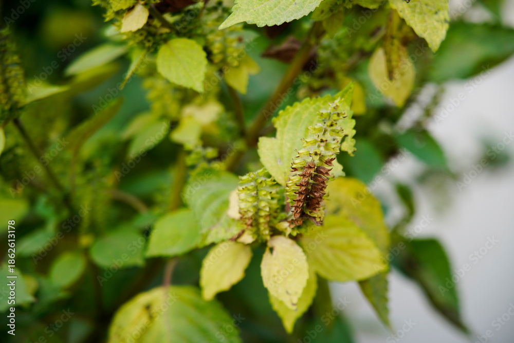 Obraz premium Perilla grows in the wild.