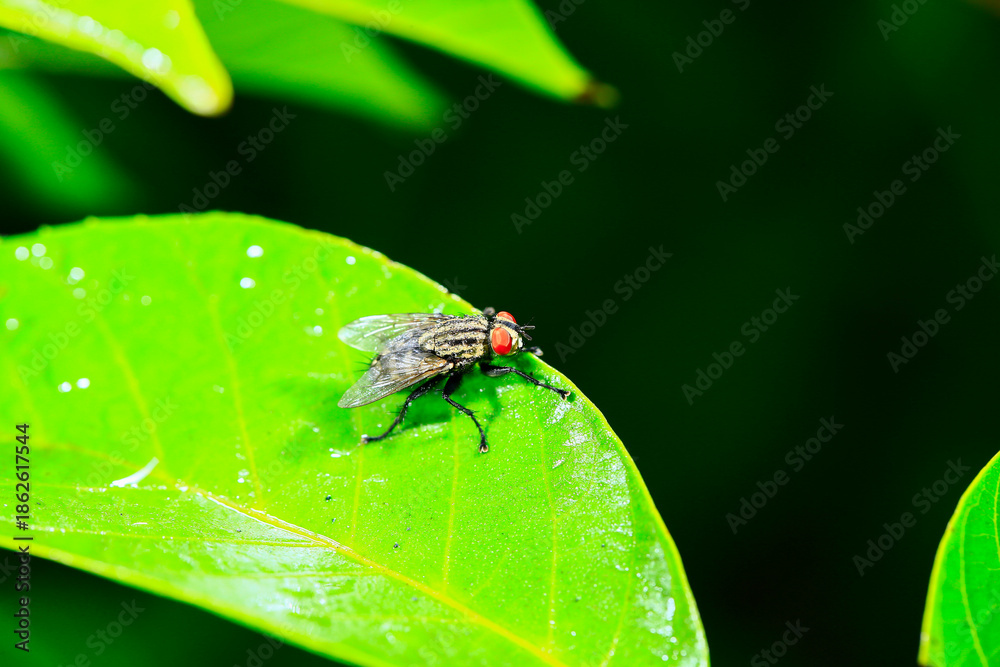 Fototapeta premium Fly, shot in the wild, close-up picture