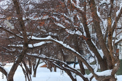 snow covered trees