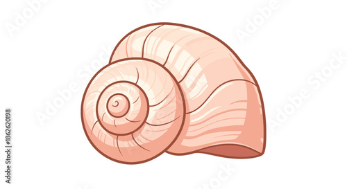 Spiral-shaped pink and white seashell with delicate ridges and a smooth surface against a white background for summer and beach themes.