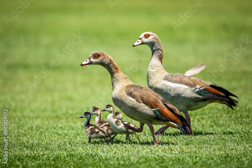 Egyptian geese (Alopochen aegyptiaca) with goslings walking in a park