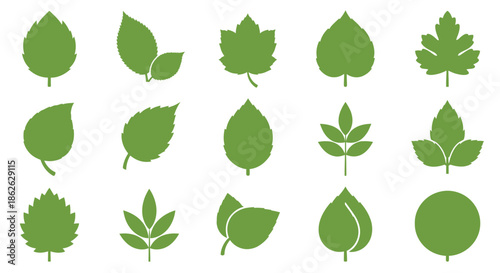 A collection of various green leaves in different shapes and sizes