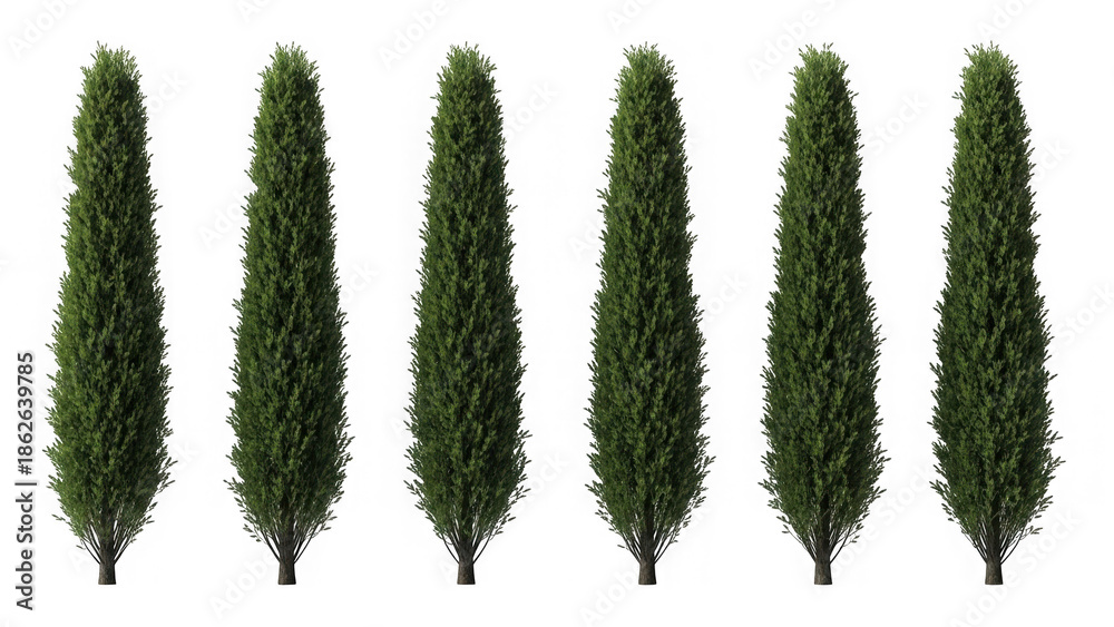 Fototapeta premium Row of tall conifer trees isolated on transparent background