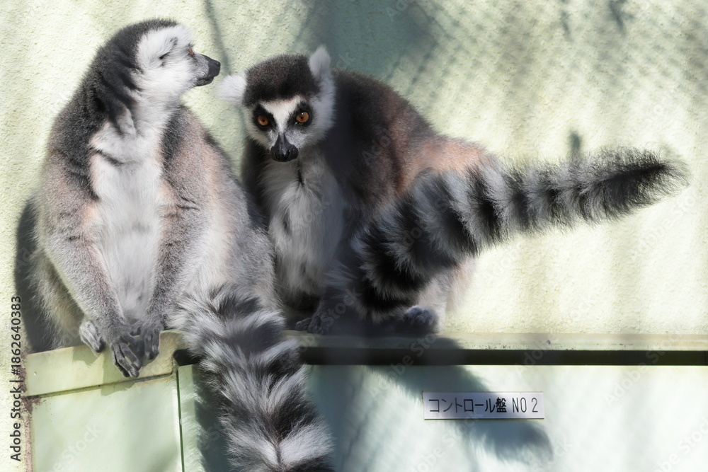 Fototapeta premium ワオキツネザル