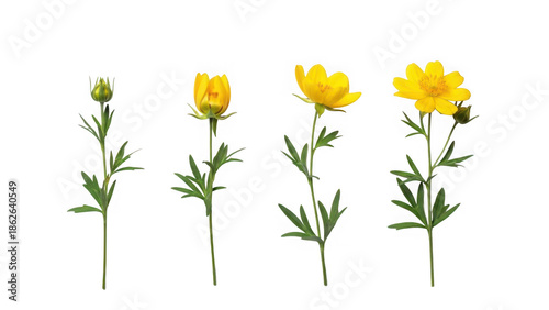 Four stages of yellow flower blooming isolated on transparent background