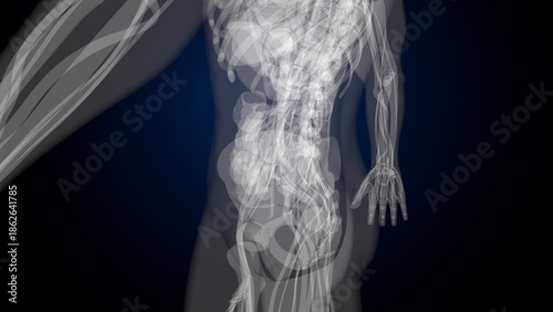 Foto Male X ray anatomy with colourful background. 3d render