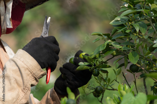 Photos A farmer's hands in black gloves using pruning shears to harvest fresh green cal