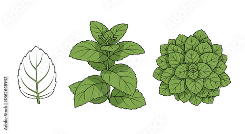 Set of three mint leaf illustrations showing a single leaf, a bunch, and a full plant for herbal and culinary design projects.