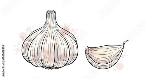 Detailed illustration of a whole bulb of garlic and a single peeled clove with light watercolor paint splashes in the background.