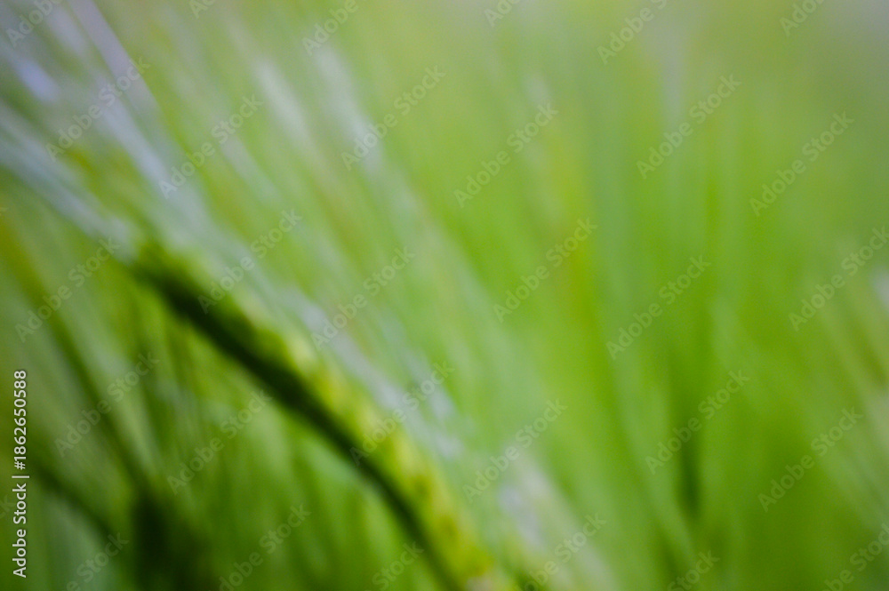 Fototapeta premium Abstract motion blur of green grass and nature. Vibrant organic texture with light trails for ecology, sustainability, growth, and fresh environmental design themes.