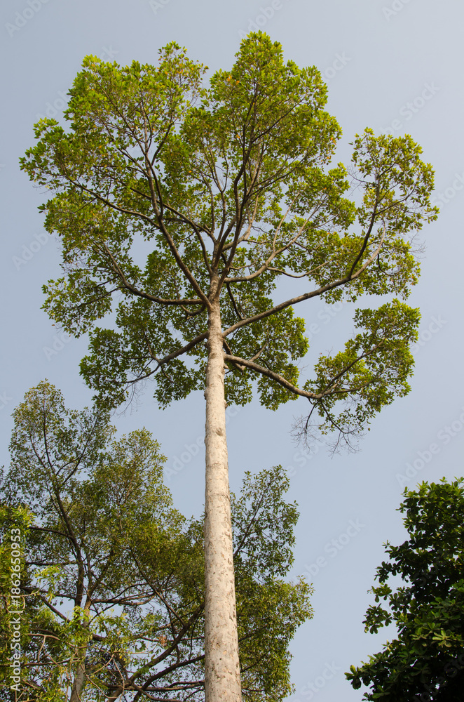 Fototapeta premium Resin tree Dipterocarpus alatus. Ho Chi Minh city. Vietnam.