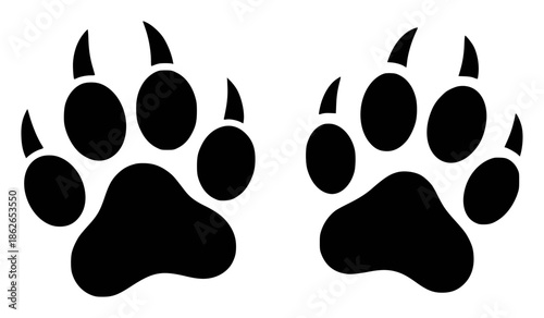 Black bear paw prints with sharp claws a white animal