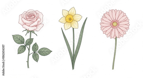 Minimal Watercolor Flowers Rose Daffodil Gerbera Isolated on White