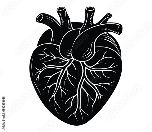Illustrated Human Heart Anatomy Diagram