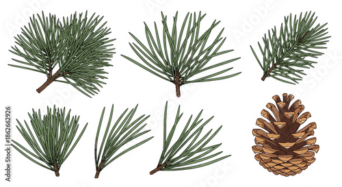 A set of detailed, hand-drawn illustrations of green pine branches and a single brown pine cone, perfect for winter and holiday designs.