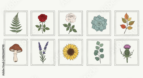Collection of Six Botanical Art Prints Featuring Rose, Sunflower, Lavender, and Succulent