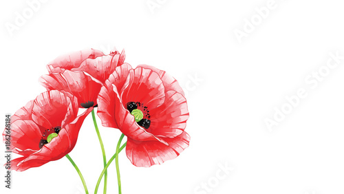 Vibrant red poppies on green stems against