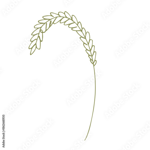 Hand drawn cereal wheat oat rye barley rice ears spikelet clipart Organic wheat bread agriculture farming harvest healthy food Single element for print packaging label design decor
