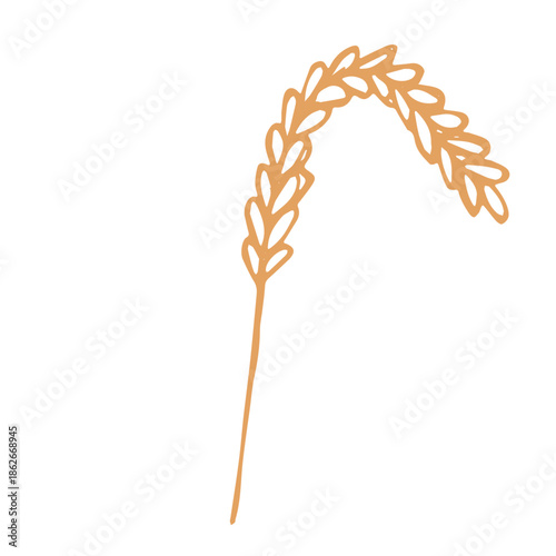 Hand drawn cereal wheat oat rye barley rice ears spikelet clipart Organic wheat bread agriculture farming harvest healthy food Single element for print packaging label design decor