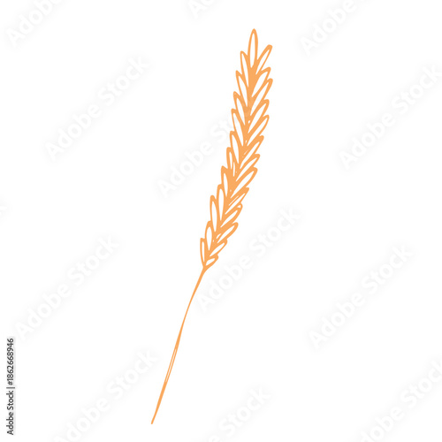 Hand drawn cereal wheat oat rye barley rice ears spikelet clipart Organic wheat bread agriculture farming harvest healthy food Single element for print packaging label design decor