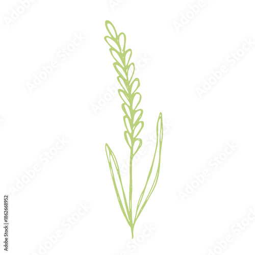 Hand drawn cereal wheat oat rye barley rice ears spikelet clipart Organic wheat bread agriculture farming harvest healthy food Single element for print packaging label design decor