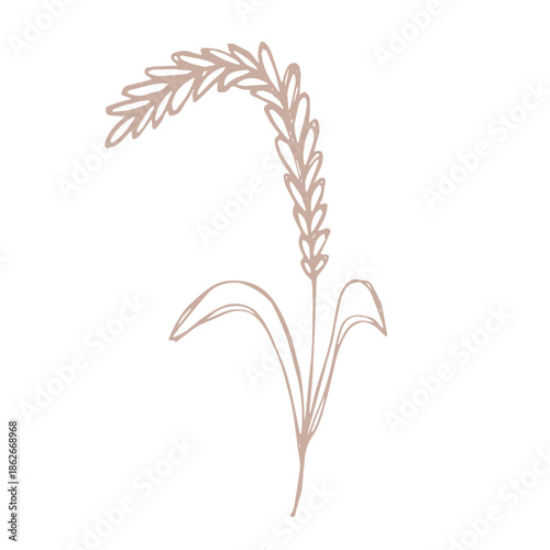 Hand drawn cereal wheat oat rye barley rice ears spikelet clipart Organic wheat bread agriculture farming harvest healthy food Single element for print packaging label design decor