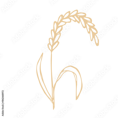 Hand drawn cereal wheat oat rye barley rice ears spikelet clipart Organic wheat bread agriculture farming harvest healthy food Single element for print packaging label design decor