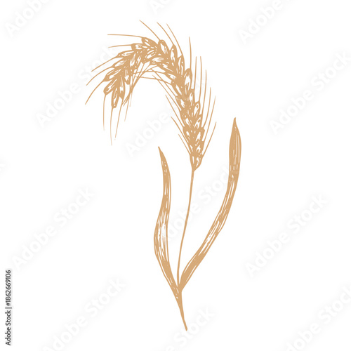 Hand drawn cereal wheat oat rye barley rice ears spikelet clipart Organic wheat bread agriculture farming harvest healthy food Single element for print packaging label design decor