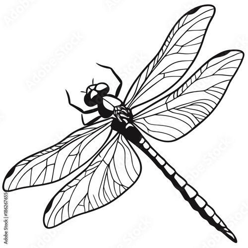 Detailed Dragonfly Wing Macro Illustration