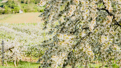 arbres fruitiers en fleurs au printemps. Cerisiers et pommiers fleuris devant des vignes de Côte d'Or.  Bourgogne printanière. Pollinisation. Verger en fleur
