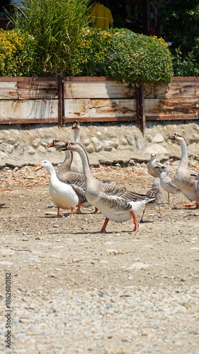 A group of grey geese and seagulls walking together on pebbled ground in a park or farm. Nature photography featuring domestic and wild birds in a rural outdoor environment.