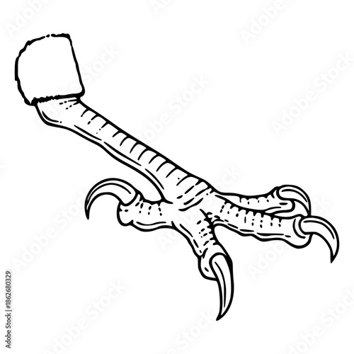 talons of a bird of prey vector illustration