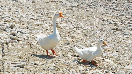 Two white geese walking on a pebbly shore or rocky ground during a sunny day. Domestic waterfowl in a natural outdoor environment, showcasing rural wildlife and farm animals.