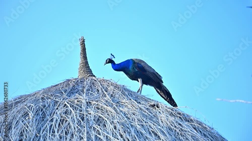 peacock bird on hut