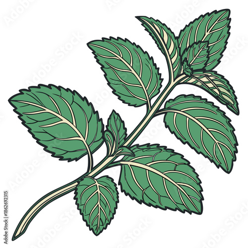 Fresh Mint Leaf Cluster with Visible Veins on White