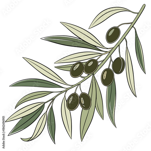 Detailed Mediterranean Olive Tree Branch Illustration
