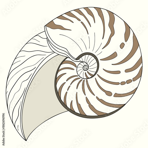 Detailed Realistic Seashell Illustration on White Background
