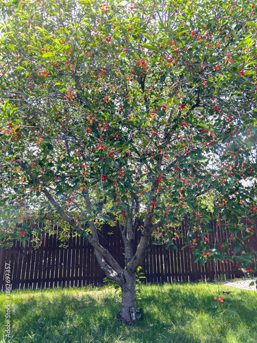Cherry tree in backyard with green grass