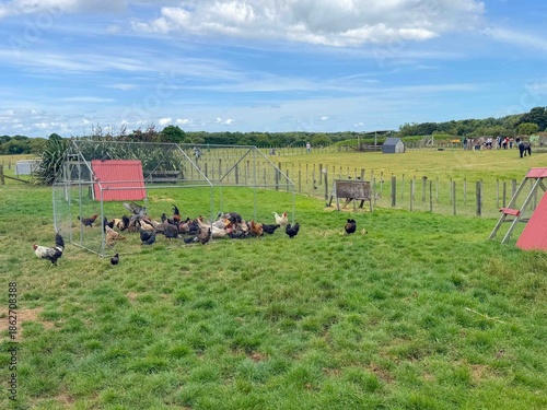 A bunch of chickens and hens roaming around in a free range farm grass meadow field in New Zealand.