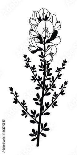 Black and white botanical illustration of a flowering plant with detailed leaves and blossoms, showcasing natural elegance and intricate design.