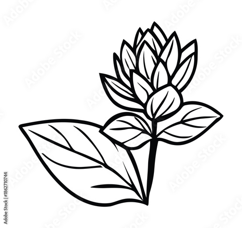Black and white line art drawing of a stylized plant with leaves and a developing flower bud or cluster of small blossoms.