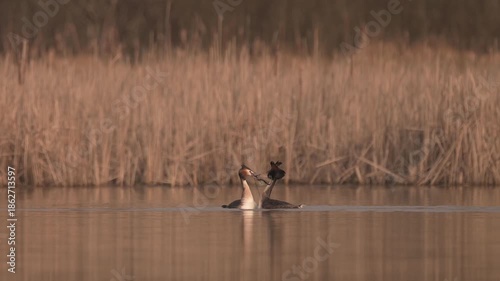 The Courtship Dance of the Great Crested Grebe